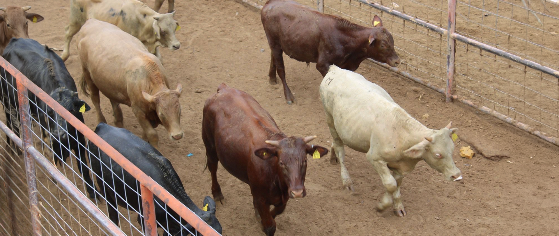 Chihuahua prepara la reapertura de San Jerónimo para retomar exportaciones de ganado a EE.UU.